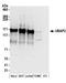 Ubiquitin Associated Protein 2 antibody, A304-627A, Bethyl Labs, Western Blot image 