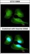 Cullin 7 antibody, GTX113906, GeneTex, Immunofluorescence image 
