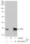 Electron Transfer Flavoprotein Subunit Alpha antibody, PA5-28201, Invitrogen Antibodies, Immunoprecipitation image 