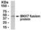 Sorting Nexin 7 antibody, XW-7674, ProSci, Western Blot image 