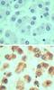 LY6G6D antibody, NBP2-24668, Novus Biologicals, Immunohistochemistry paraffin image 