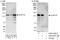 CAP-Gly domain-containing linker protein 2 antibody, A303-347A, Bethyl Labs, Immunoprecipitation image 