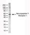Neuropeptide Y Receptor Y1 antibody, NB100-65835, Novus Biologicals, Western Blot image 