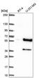 Cyclin B1 antibody, HPA061448, Atlas Antibodies, Western Blot image 