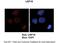 Ubiquitin Specific Peptidase 16 antibody, PA5-42775, Invitrogen Antibodies, Immunohistochemistry paraffin image 