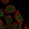 Heat Shock Factor Binding Protein 1 Like 1 antibody, NBP2-14631, Novus Biologicals, Immunofluorescence image 