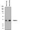 Napsin A Aspartic Peptidase antibody, AF8489, R&D Systems, Western Blot image 