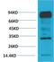 Aryl Hydrocarbon Receptor Nuclear Translocator antibody, M02263-1, Boster Biological Technology, Western Blot image 
