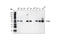 Phosphatase And Tensin Homolog antibody, 9583S, Cell Signaling Technology, Western Blot image 