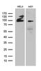 MutL Homolog 1 antibody, LS-C796136, Lifespan Biosciences, Western Blot image 