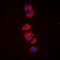 Ribosomal Protein S6 antibody, GTX54985, GeneTex, Immunofluorescence image 