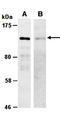 Cadherin 1 antibody, orb66764, Biorbyt, Western Blot image 