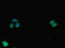 SPARC (Osteonectin), Cwcv And Kazal Like Domains Proteoglycan 1 antibody, CSB-PA730785LA01HU, Cusabio, Immunofluorescence image 
