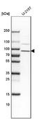 CANP antibody, NBP1-86645, Novus Biologicals, Western Blot image 