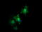 HRas Proto-Oncogene, GTPase antibody, LS-C174468, Lifespan Biosciences, Immunofluorescence image 