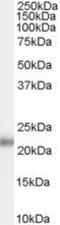 Kallikrein Related Peptidase 2 antibody, GTX89122, GeneTex, Western Blot image 