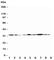 Gap Junction Protein Beta 1 antibody, R30436, NSJ Bioreagents, Western Blot image 