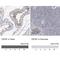 Centrosomal Protein 97 antibody, NBP1-83591, Novus Biologicals, Immunohistochemistry paraffin image 