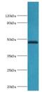 TEA Domain Transcription Factor 1 antibody, LS-C376760, Lifespan Biosciences, Western Blot image 