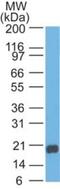 Regenerating Family Member 3 Alpha antibody, NBP2-24763, Novus Biologicals, Western Blot image 