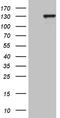 PMS1 Homolog 1, Mismatch Repair System Component antibody, TA810414, Origene, Western Blot image 