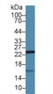 ISG15 Ubiquitin Like Modifier antibody, LS-C373771, Lifespan Biosciences, Western Blot image 