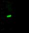 SDC3 antibody, 12158-T48, Sino Biological, Western Blot image 
