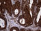 Translin antibody, LS-C794719, Lifespan Biosciences, Immunohistochemistry paraffin image 