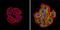XPC Complex Subunit, DNA Damage Recognition And Repair Factor antibody, PA3-956, Invitrogen Antibodies, Immunofluorescence image 