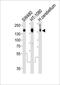 Geminin DNA Replication Inhibitor antibody, orb1117, Biorbyt, Western Blot image 