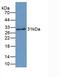 Crystallin Lambda 1 antibody, abx131888, Abbexa, Western Blot image 