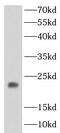 Ferritin Heavy Chain 1 antibody, FNab10519, FineTest, Western Blot image 