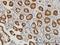 Claudin 1 antibody, H00009076-M01, Novus Biologicals, Immunohistochemistry frozen image 