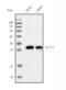 Interleukin 5 antibody, M01086, Boster Biological Technology, Western Blot image 