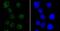 Poly(A) Binding Protein Nuclear 1 antibody, A02445-1, Boster Biological Technology, Immunocytochemistry image 
