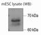 MuERVL-Gag antibody, NBP2-66963, Novus Biologicals, Western Blot image 
