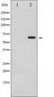 SMAD Family Member 1 antibody, TA325847, Origene, Western Blot image 