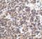 Endonuclease G antibody, 11004, QED Bioscience, Immunohistochemistry frozen image 