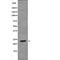 Heart And Neural Crest Derivatives Expressed 1 antibody, PA5-64518, Invitrogen Antibodies, Western Blot image 