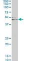 Left-Right Determination Factor 1 antibody, H00010637-M03, Novus Biologicals, Western Blot image 