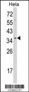 Serine/Threonine Kinase Receptor Associated Protein antibody, MBS9208364, MyBioSource, Western Blot image 