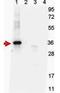 Growth Differentiation Factor 15 antibody, GTX48499, GeneTex, Western Blot image 