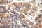 Calcyphosine Like antibody, 17174-1-AP, Proteintech Group, Immunohistochemistry frozen image 