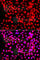 THAP domain-containing protein 1 antibody, A7472, ABclonal Technology, Immunofluorescence image 