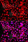 THAP Domain Containing 1 antibody, A7472, ABclonal Technology, Immunofluorescence image 