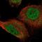 Storkhead Box 1 antibody, NBP2-55177, Novus Biologicals, Immunocytochemistry image 