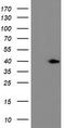 ERCC Excision Repair 1, Endonuclease Non-Catalytic Subunit antibody, TA504286, Origene, Western Blot image 