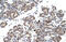 Transcription cofactor HES-6 antibody, 27-736, ProSci, Immunohistochemistry frozen image 