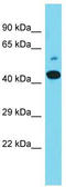 Mastermind-like protein 2 antibody, TA331450, Origene, Western Blot image 