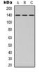 Protein Phosphatase 1 Regulatory Subunit 12A antibody, orb338883, Biorbyt, Western Blot image 
